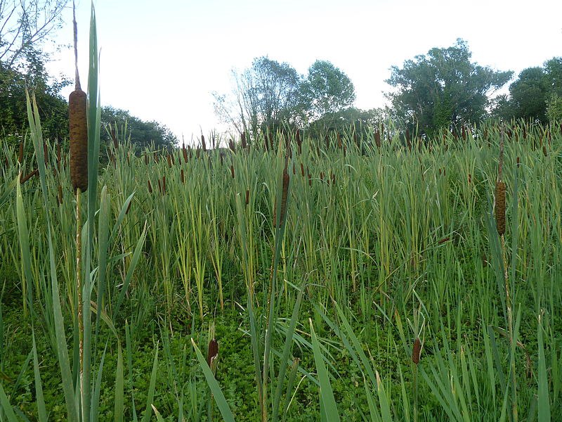 Parco della Caffarella -Typha latifolia o T. angustifolia?